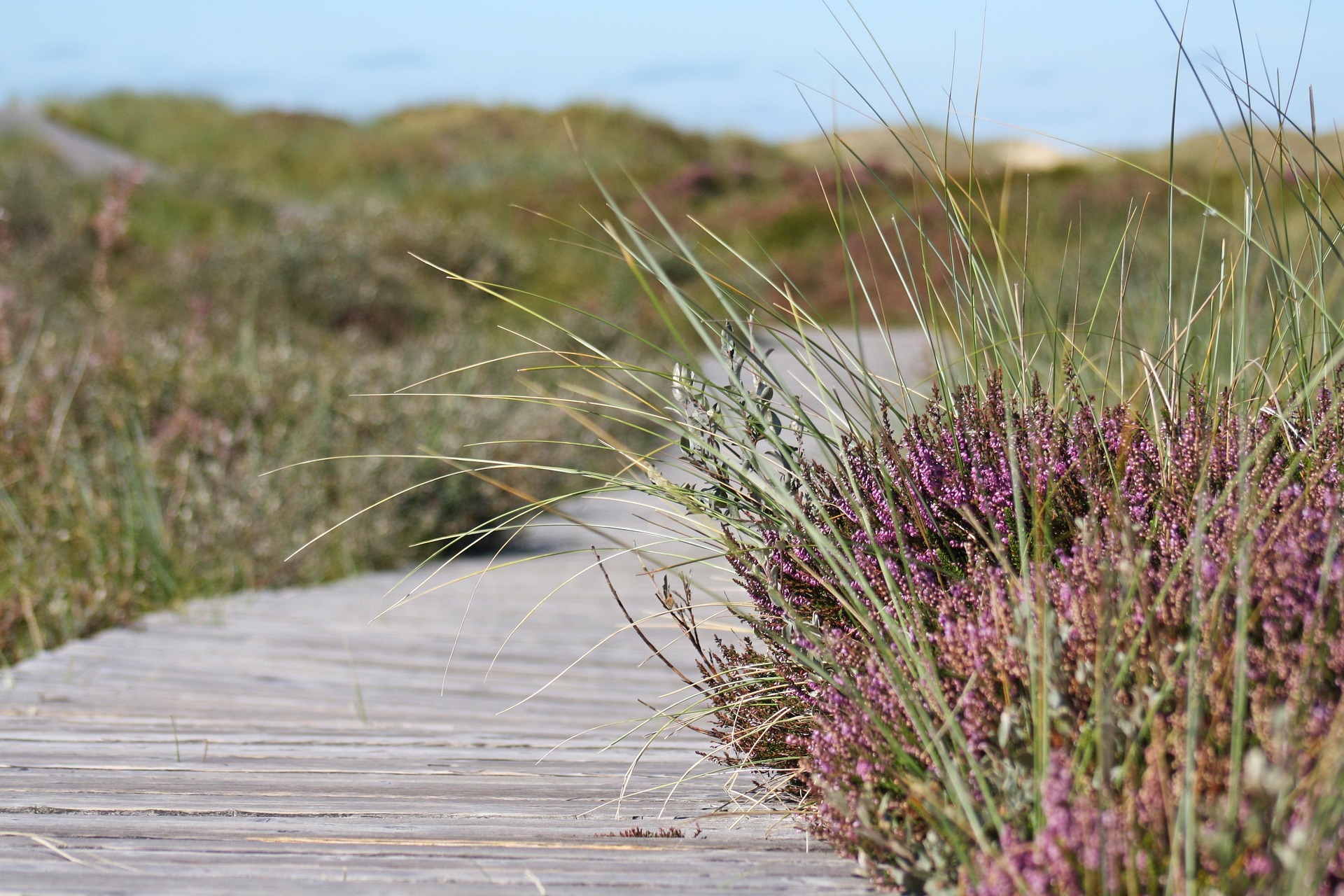 Path